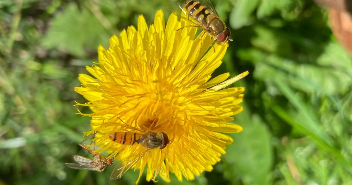 lowenzahn_pusteblume_bluete_gelb_insektenfutter_wildbienen_naturfalter_christine_thuemler