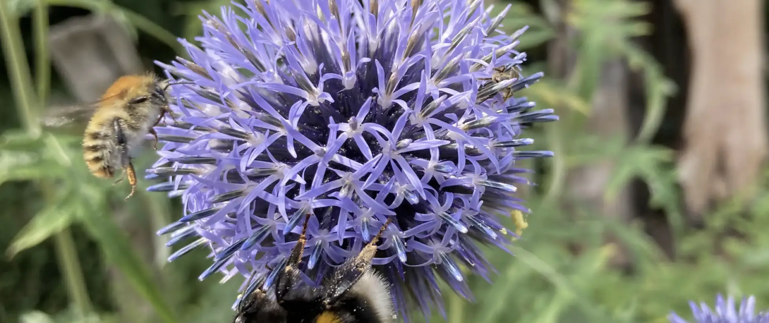 Christine_Thuemler-hummel-biene-pflanze-naturgarten