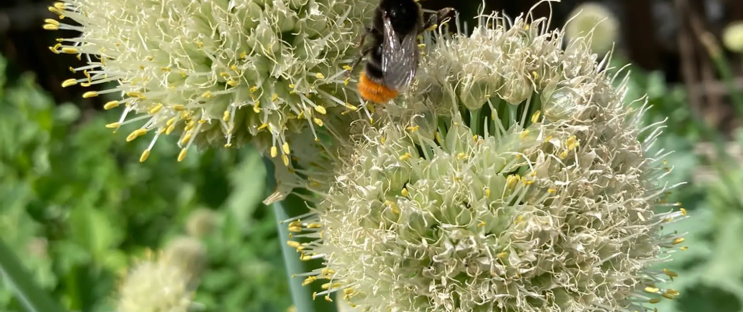 insekten_bluete_naturfalter_naturgarten_christine_thuemler_naturgartenprofi_gartengestaltung_rastede